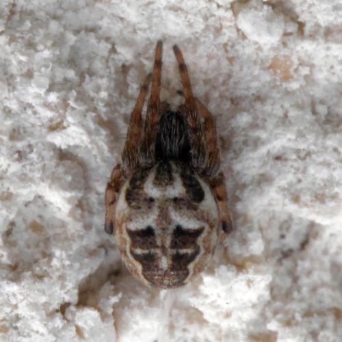 Réf. 294 053 : Larinioides cornutus